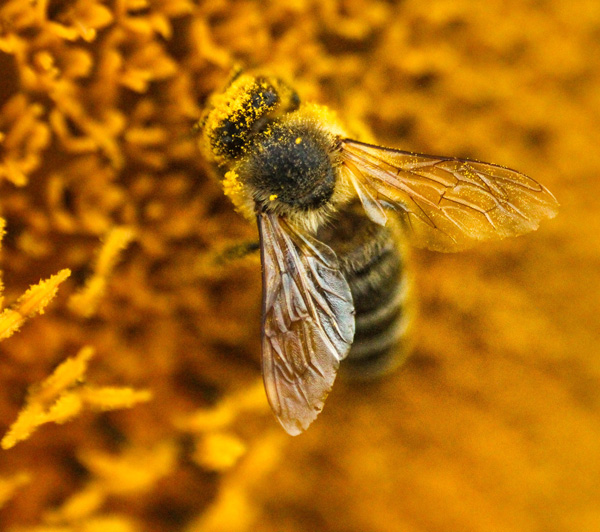 Lifestyle-Nahaufnahme einer Biene in einer Sonnenblume